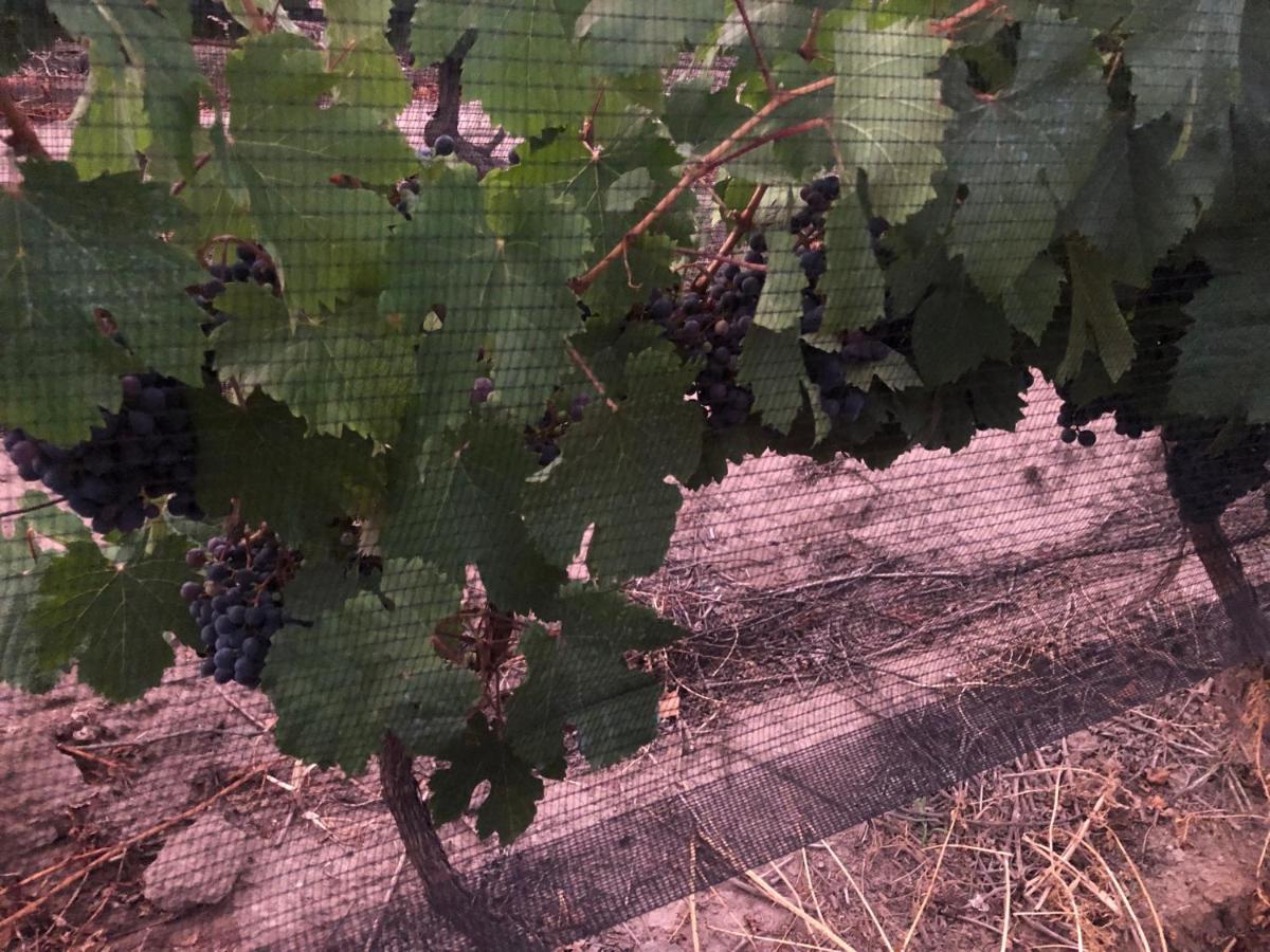 루한데쿠요 Entre Vinedos 아파트 외부 사진